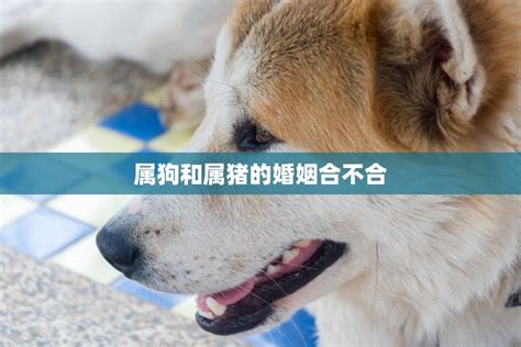 豬狗不合|属狗和属猪的合不合 狗跟猪属相配吗